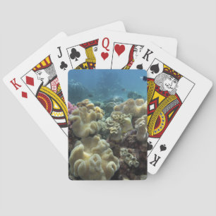 Koralle, Agincourt-Riff, Great Barrier Reef, Spielkarten