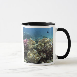 Koralle, Agincourt-Riff, Great Barrier Reef, Tasse