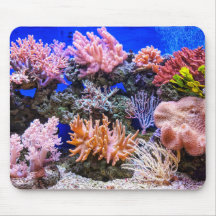 Koralle in einem Salzwasser-Aquarium