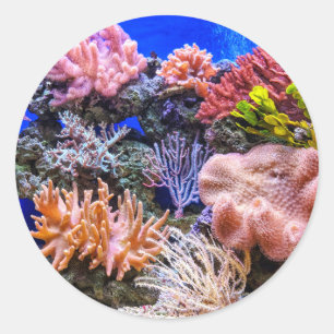 Koralle in einem Salzwasser-Aquarium Runder Aufkleber