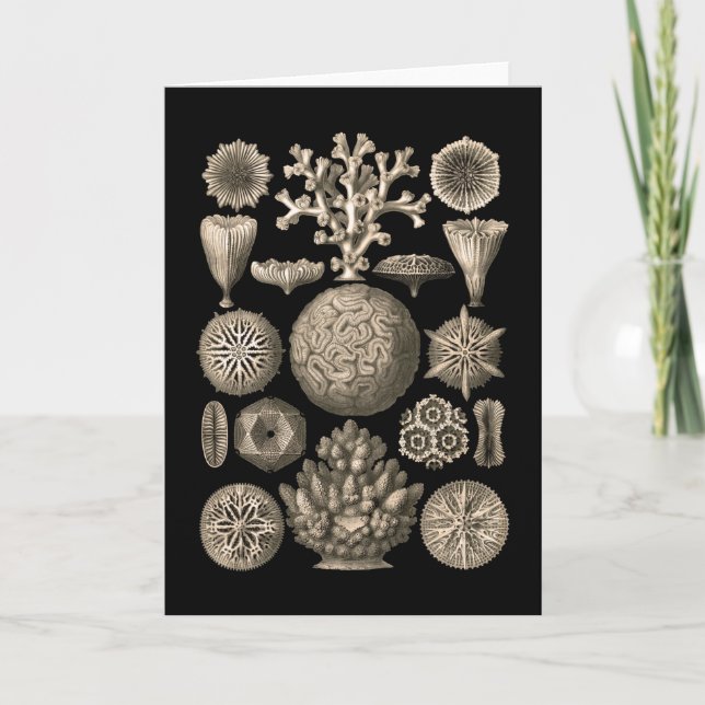 Koralle Karte (Vorderseite)