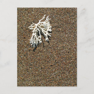Koralle Postkarte