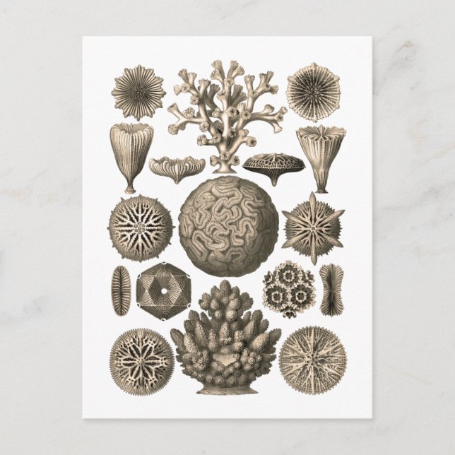 Koralle Postkarte (Vorderseite)