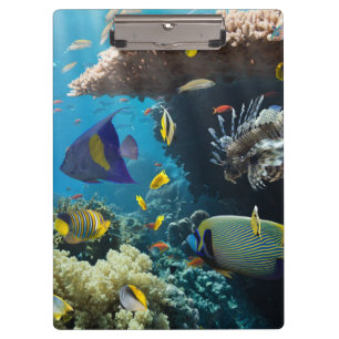 Koralle und Fische im Roten Meer, Ägypten Klemmbrett