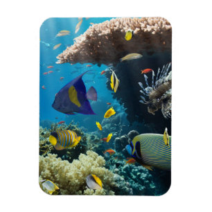 Koralle und Fische im Roten Meer, Ägypten Magnet