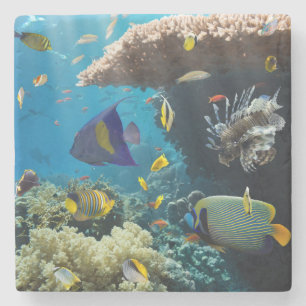 Koralle und Fische im Roten Meer, Ägypten Steinuntersetzer