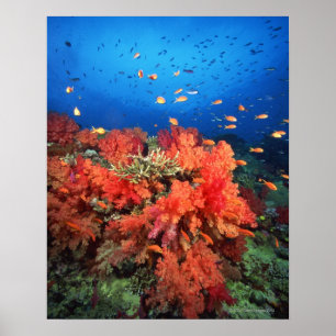 Koralle und Fische Poster