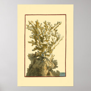 Korallen am Meer Poster