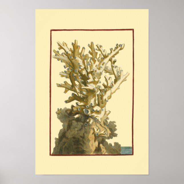 Korallen am Meer Poster (Vorne)