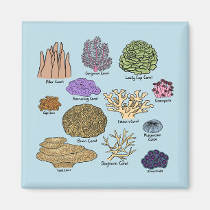 Korallenarten Magnet