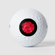 Korallenfarbene Rose auf schwarz