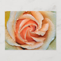 Korallenfarbener Single Rose Postkarte