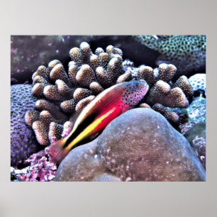 Korallenfisch Poster
