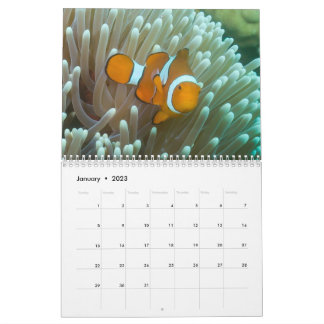 Korallenkalender 2023 kalender