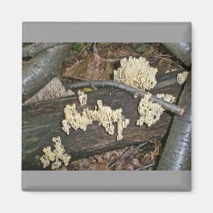 Korallenpilzkoordinierungselemente Magnet