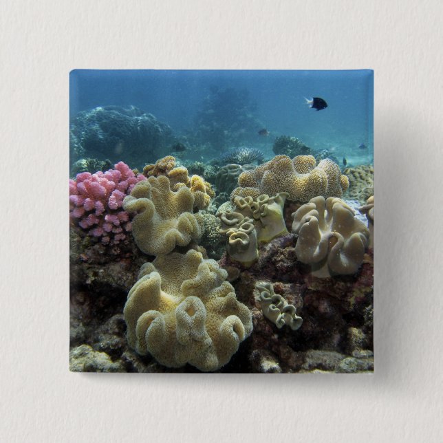 Korallenriff, Agincourt Reef, Great Barrier Reef, Button (Vorderseite)