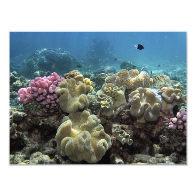Korallenriff, Agincourt Reef, Great Barrier Reef, Fotodruck (Vorne)