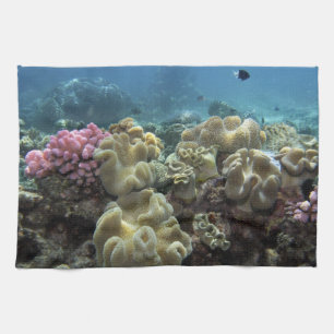 Korallenriff, Agincourt Reef, Great Barrier Reef, Küchentuch