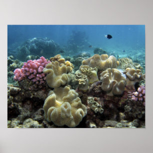 Korallenriff, Agincourt Reef, Great Barrier Reef, Poster