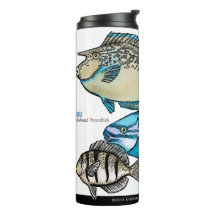 Korallenriff-Fische
