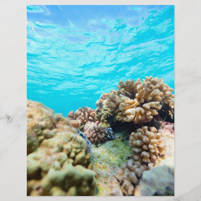 Korallenriff Flyer (Vorne)