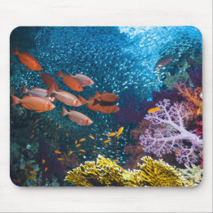 Korallenriff-Landschaft   Großauge oder Mousepad