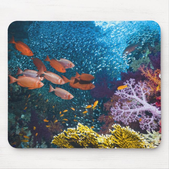 Korallenriff-Landschaft | Großauge oder Mousepad (Vorne)