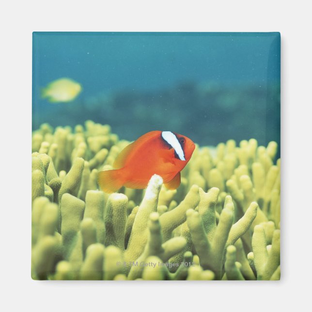 Korallenriff mit tropischen Fischen Magnet (Vorne)