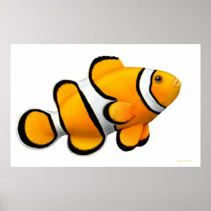 Korallenriff Percula Clownfish Plakat