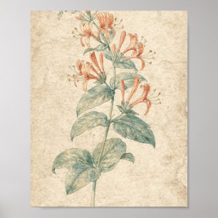 Korallenrohr-Winden-Ranke Botanische Kunst Poster