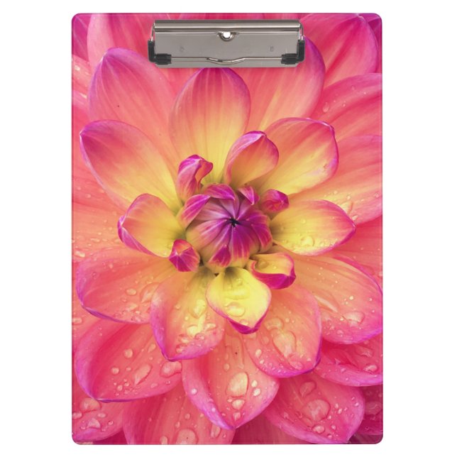 Korallenrosa Dahlia-Blume Klemmbrett (Vorderseite)