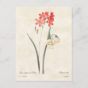 Korallenrosa Ixia Vintage-Botanik Postkarte