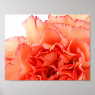 Korallenrote Gartennelken-Blumen-Blüte Poster