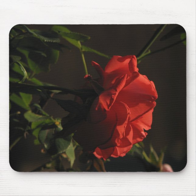Korallenrote Rose Mousepad (Vorne)