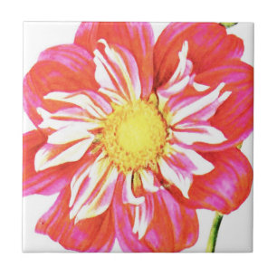Korallenrote und weiß gestreifte Dahlien-Print Fliese