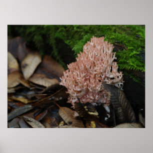 Korallenroter Pilz Poster