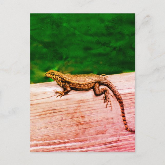 Korallenschwanzeidechse in Florida Postkarte (Vorderseite)