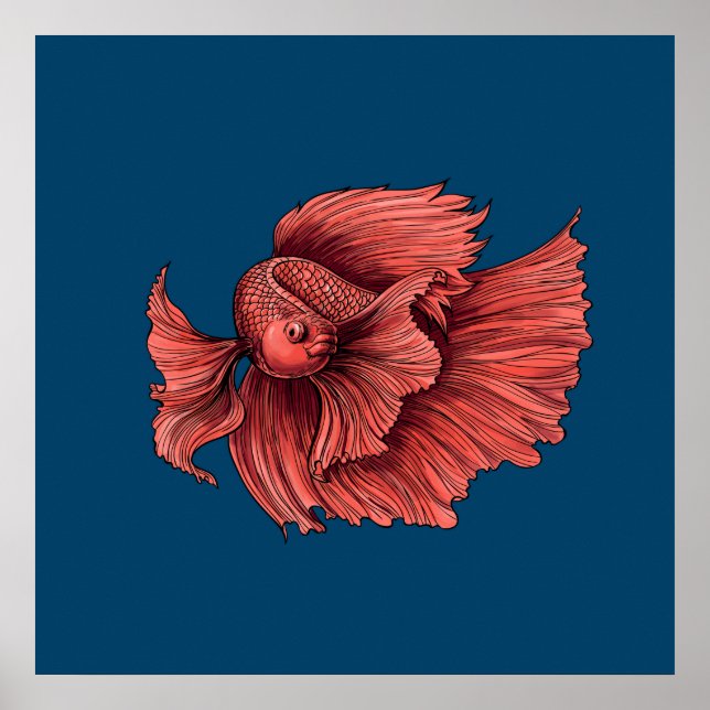 Korallensima kämpft Fisch Poster (Vorne)
