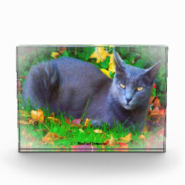 Korat Cat Fotoblock