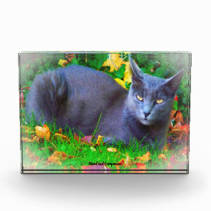 Korat Katze Fotoblock