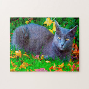 Korat Katzen.