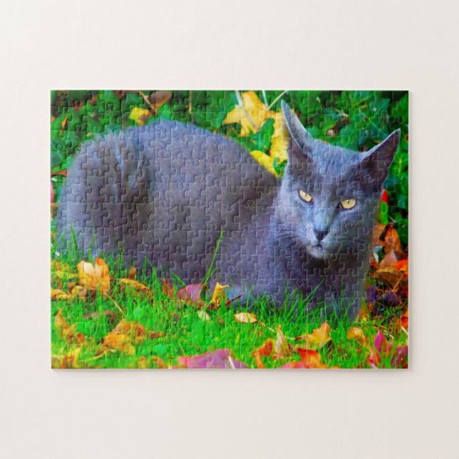 Korat Katzen. (Horizontal)