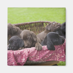 Korb von labrador retriever-Welpen Magnet