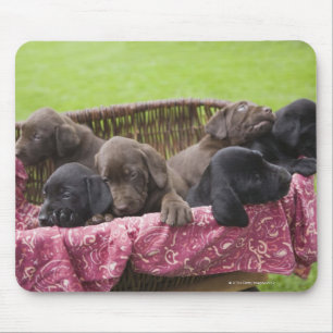 Korb von labrador retriever-Welpen Mousepad