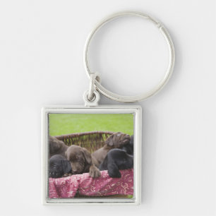 Korb von labrador retriever-Welpen Schlüsselanhänger