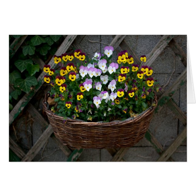 Körbchen mit Violas (Vorderseite (Horizontal))