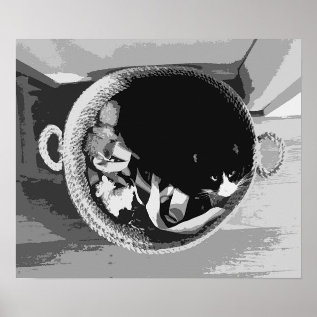 Korbkatzenposter Poster (Vorne)