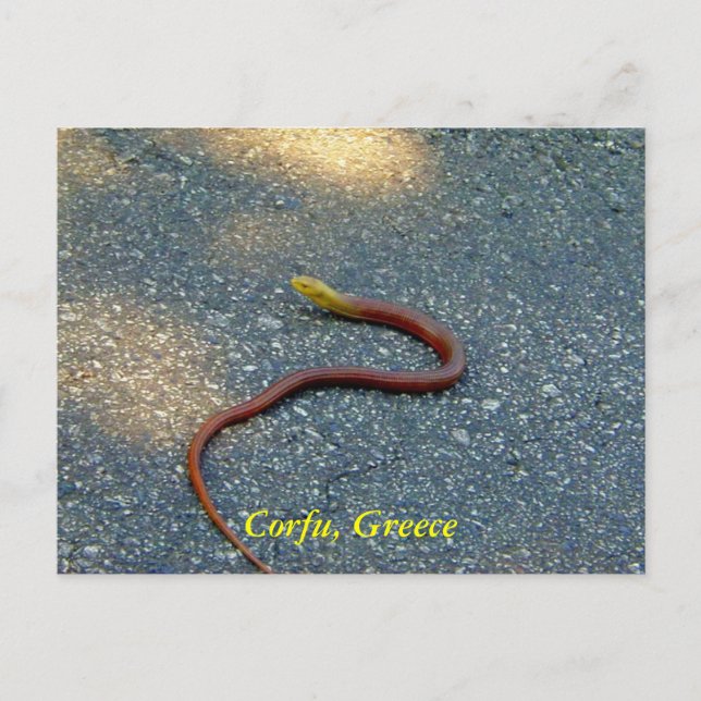 Korfu, Griechenland Postkarte (Vorderseite)