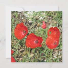 Korfu Rote Pflaumen Flat Card