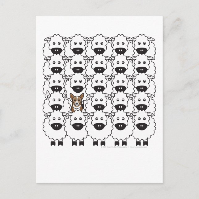 Korgi im Schafe Postkarte (Vorderseite)